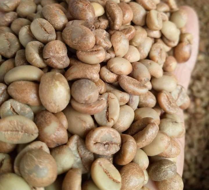 Robusta Temanggung
